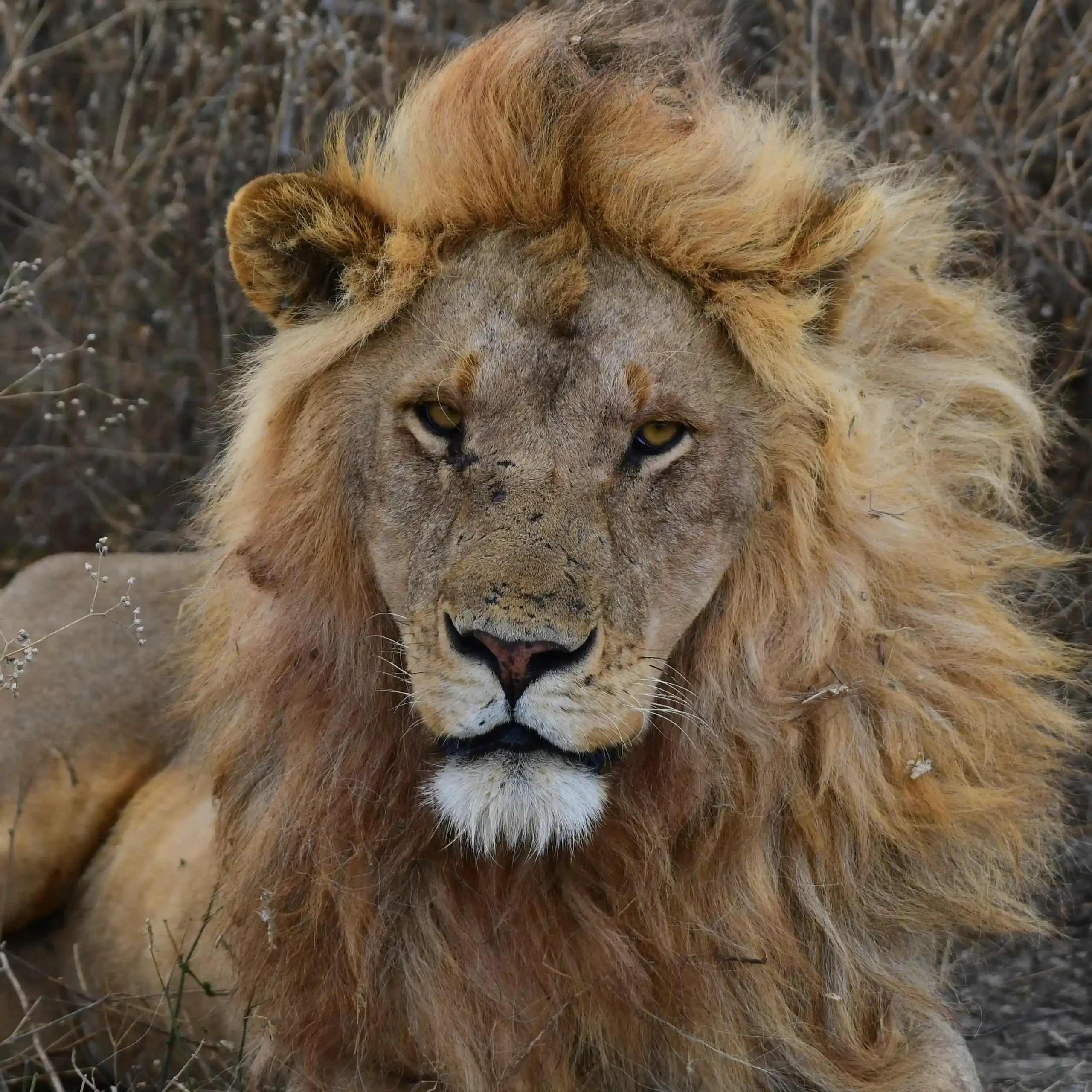 Talanta Trust lion 1 scaled